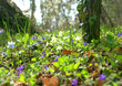 fleurs des sous bois