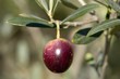 fruits 051
