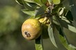 fruits 055