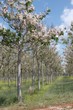paulownia trees