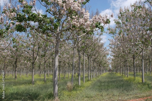 paulownia tree plantation paulownia tree plantation
