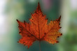 sycamore leaf