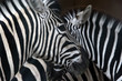zebras