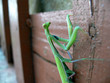 gottesanbeterin oder alien