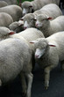 sheep.
