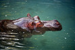 hippo