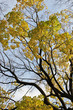 late autumn in old park