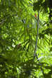 forest canopy