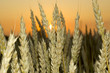 wheaten field