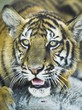 tiger cub