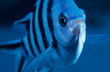 scissor tail sergeant fish