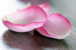 Quadro rose petals