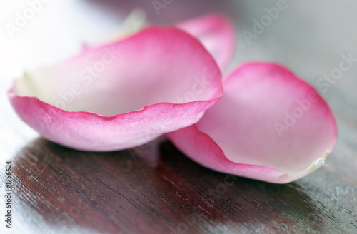 rose petals rose petals