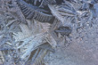 winter design