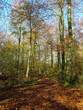 woodland path