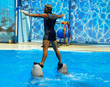 flying dolphins