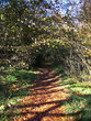 woodland path