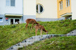 stags in prague