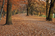 autumn, fall, park
