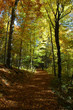 in the autumn in forest