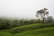 tea plantation