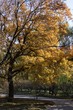 maple leaf