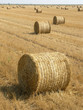 reed