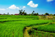 paddy field