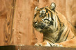 tiger