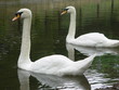 pair of swans pair of swans