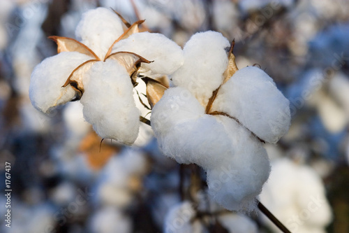 cotton cotton