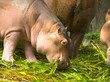 hippo