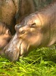 hippo