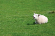 yawning lamb