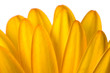 yellow daisy