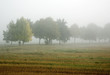 foggy morning