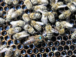 beegarden