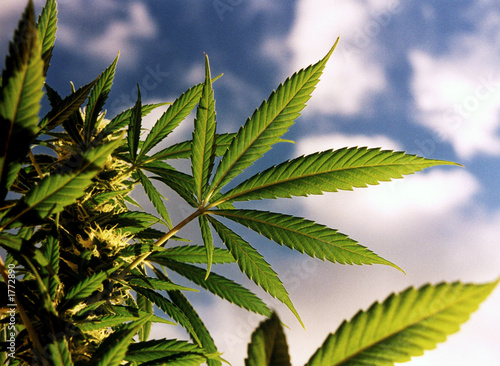 Photo: marihuana marihuana