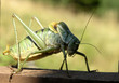 grasshopper