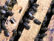 beegarden