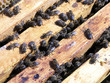 beegarden