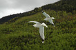 two seagulls
