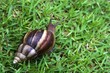 snail
