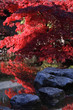 japanese garden