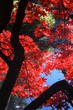 japanese