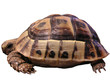 tortue grecque à l'arrêt