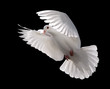Photo: white dove in flight 5 white dove in flight 5