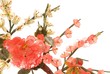 jade cherry blossom 3