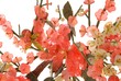 jade cherry blossom 4