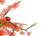 jade cherry blossom 7